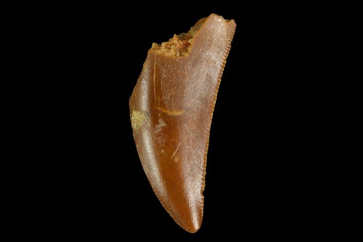 Serrated, Raptor Tooth - Real Dinosaur Tooth #124789
